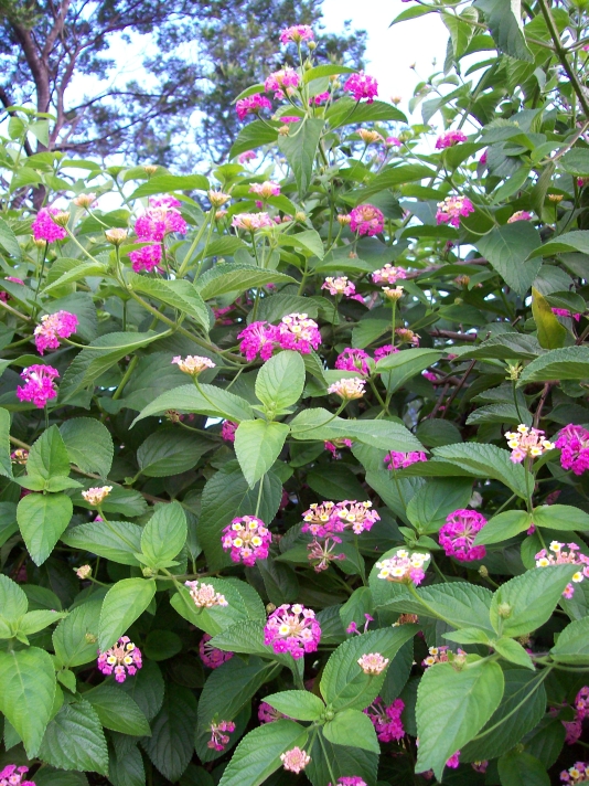 شاهپسند درختی